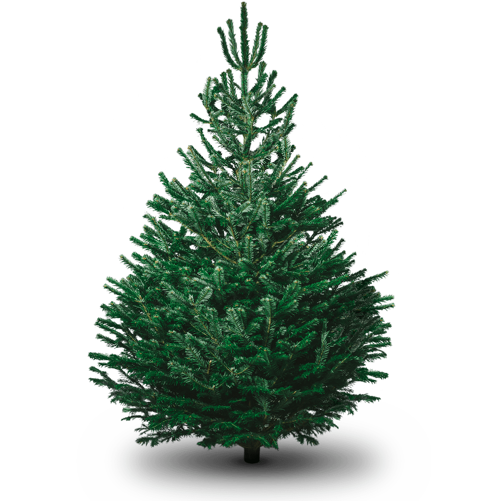 file christmas tree clipart png @transparentpng.com